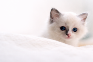 Ragdoll i Devon Rex – dwa bieguny kociego świata. Jak nie popełnić błędu przy wyborze rasy? Ragdoll - Felinki*PL