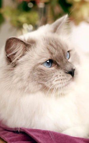 Ragdoll - Eli - Felinki*PL