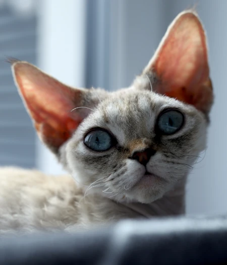 Felinki*PL WEBP