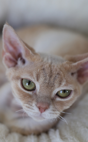 Devon Rex - Zara - Felinki*PL