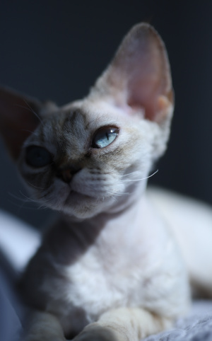 Devon Rex- Azzura- Felinki*PL
