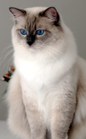 Ragdoll - Fabio - Felinki*PL