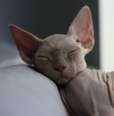 Ragdoll & Devon Rex Felinki*PL - post1