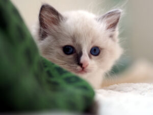 Proces Zakupu: Jak Zarezerwować Kociaka? Ragdoll & Devon Rex Felinki*PL - post 2