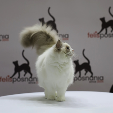 Home Ragdoll Felinki*PL