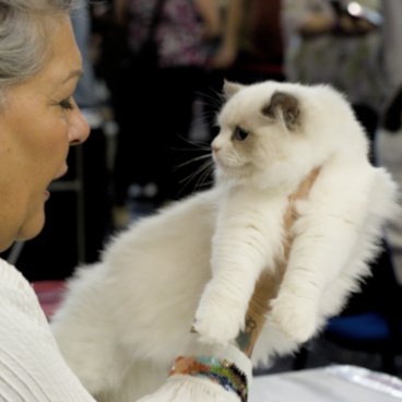 Home Ragdoll Felinki*Pl