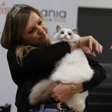 Home Ragdoll Felinki*Pl