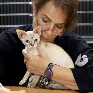 Home Devon Rex felinki*Pl